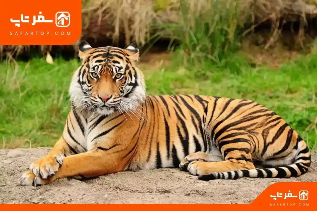 جاهای دیدنی مشهد، باغ وحش وکیل‌ آباد مشهد