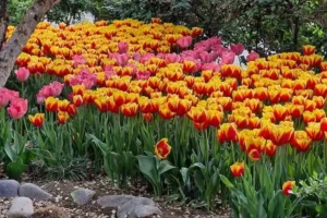 باغ ایرانی ده ونک