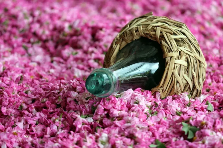 مراسم گلاب‌گیری