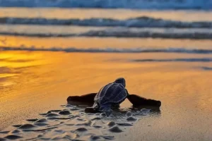 ساحل لاک پشت‌های هرمز