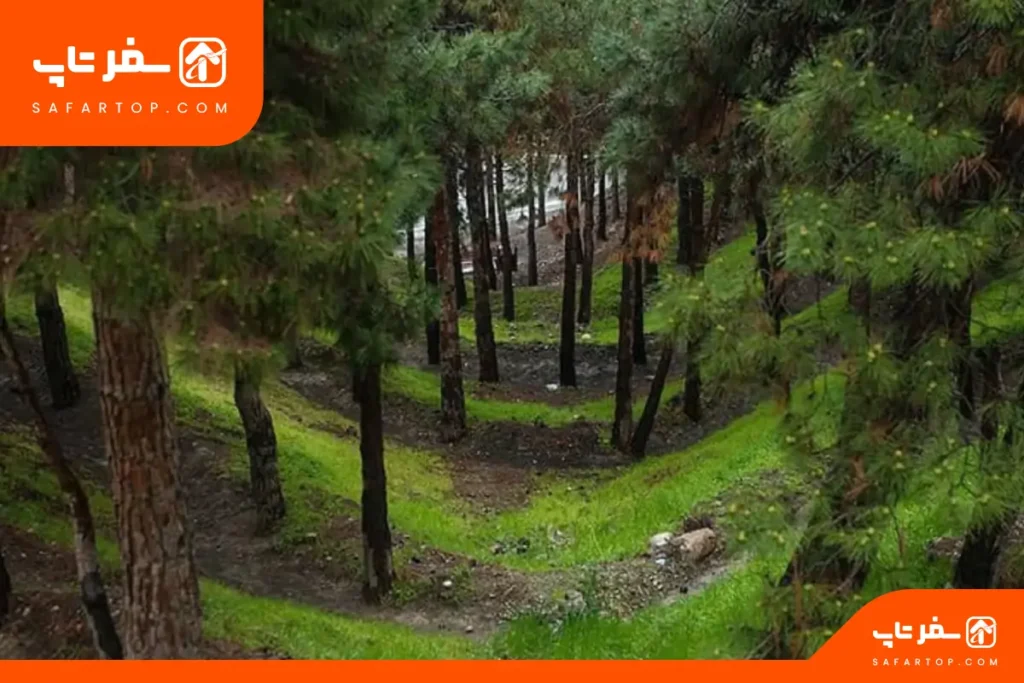 پارک جنگلی لویزان مناسب طبیعتگردی