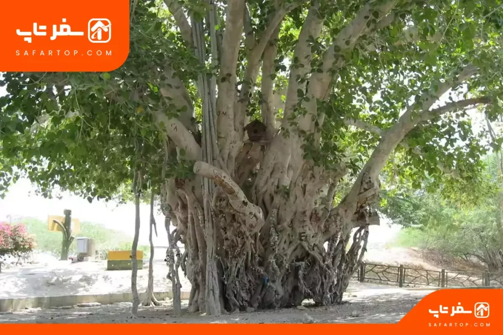 درخت انجیر معابر قشم