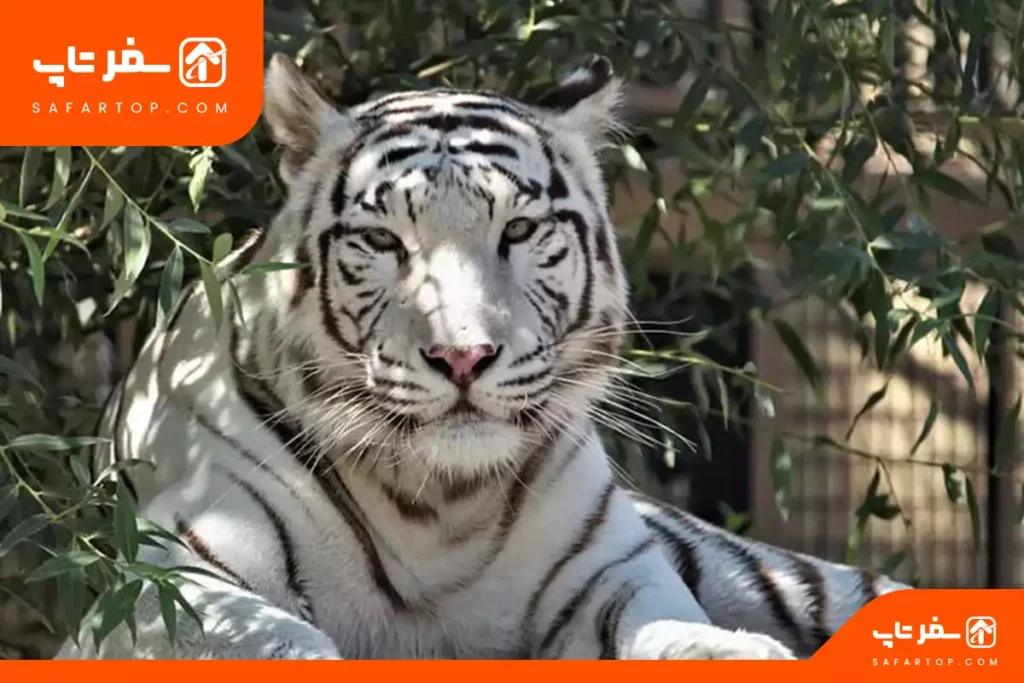 مکان های تفریحی تهران برای خانواده، باغ وحش ارم