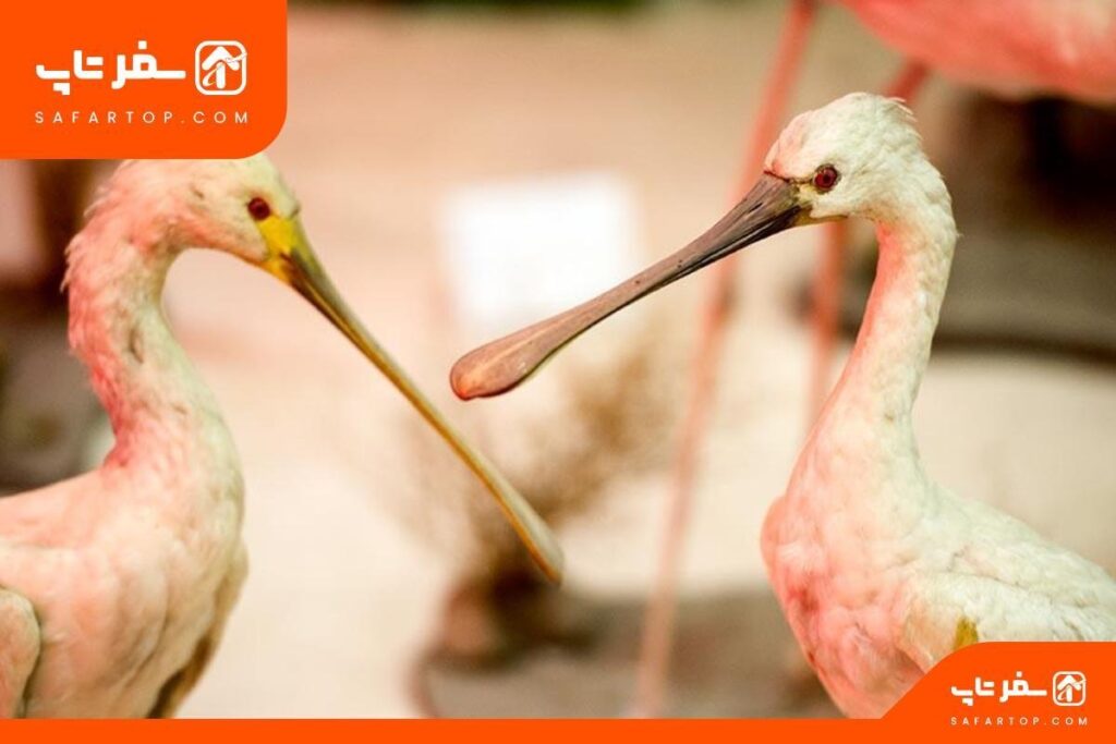 موزه دارآباد