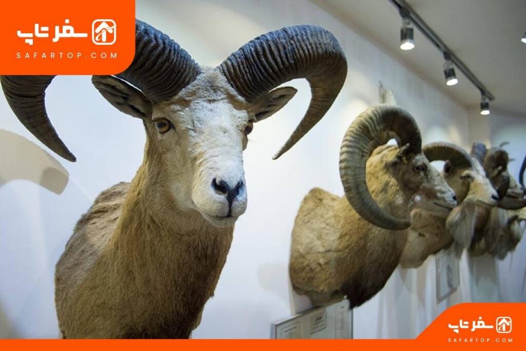 سالن گیاه شناسی موزه دارآباد