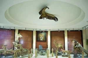 موزه دارآباد