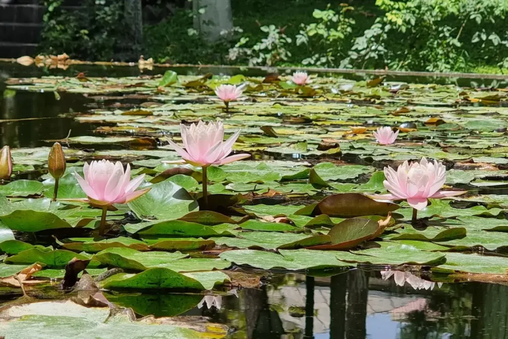 باغ موزه نگارستان