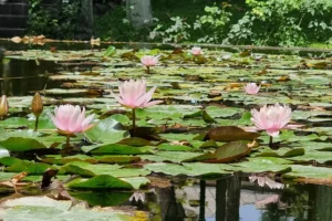 باغ موزه نگارستان