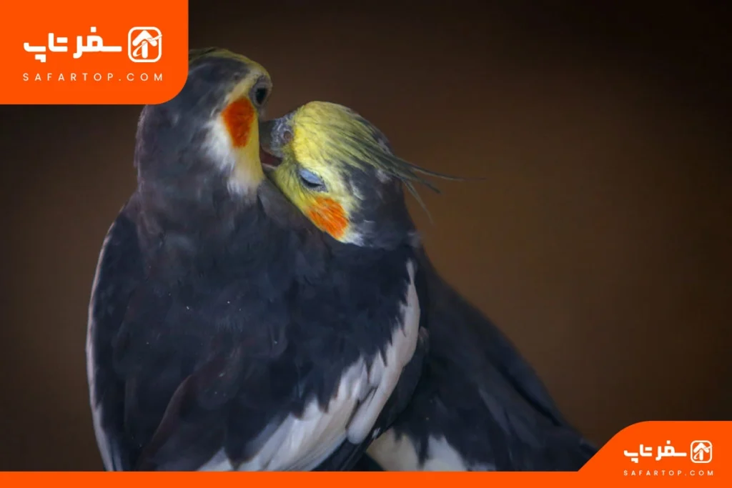 گونه‌های باغ پرندگان تهران