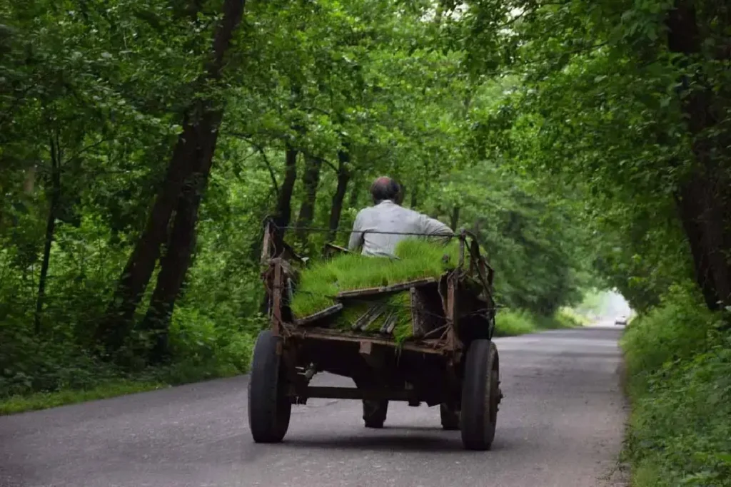 جنگل نقله بر