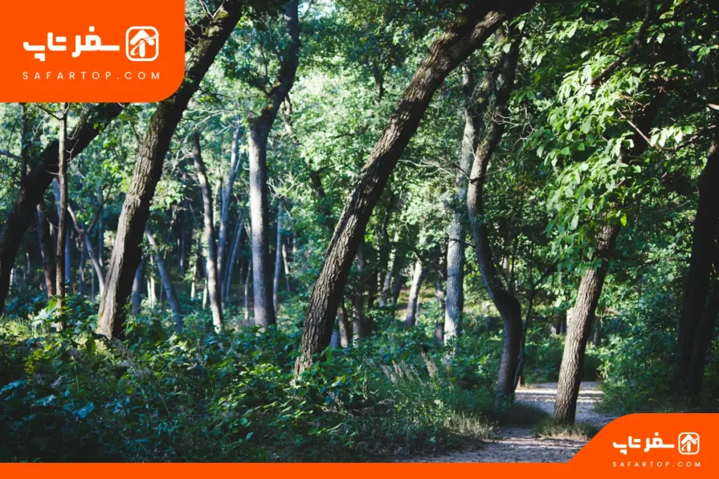 پارک جمشیدیه