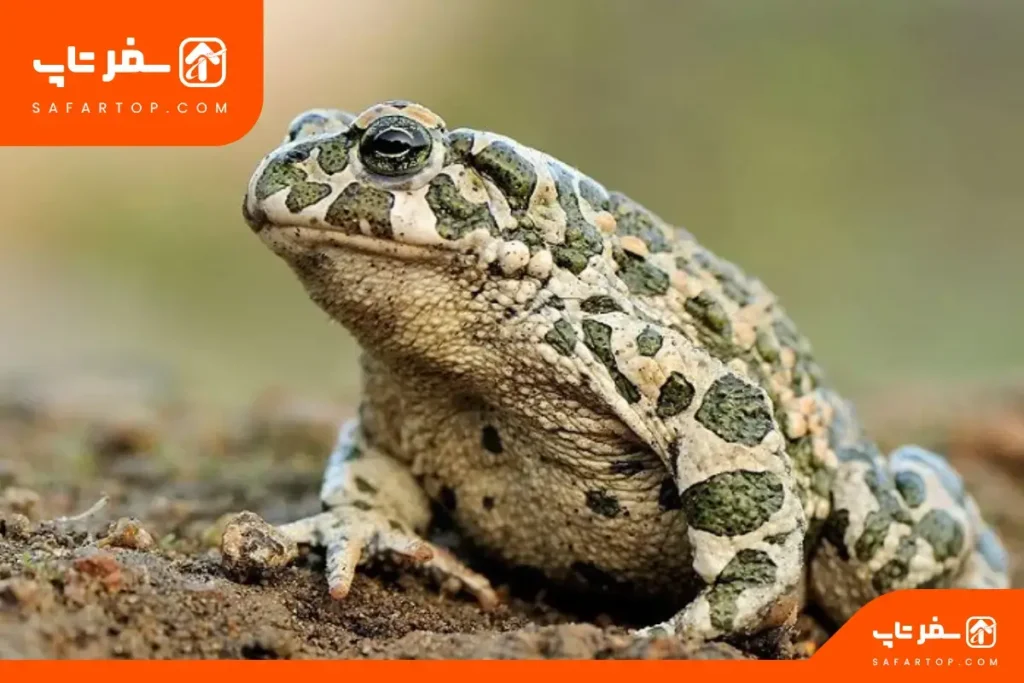 حیوانات پارک ملی خجیر