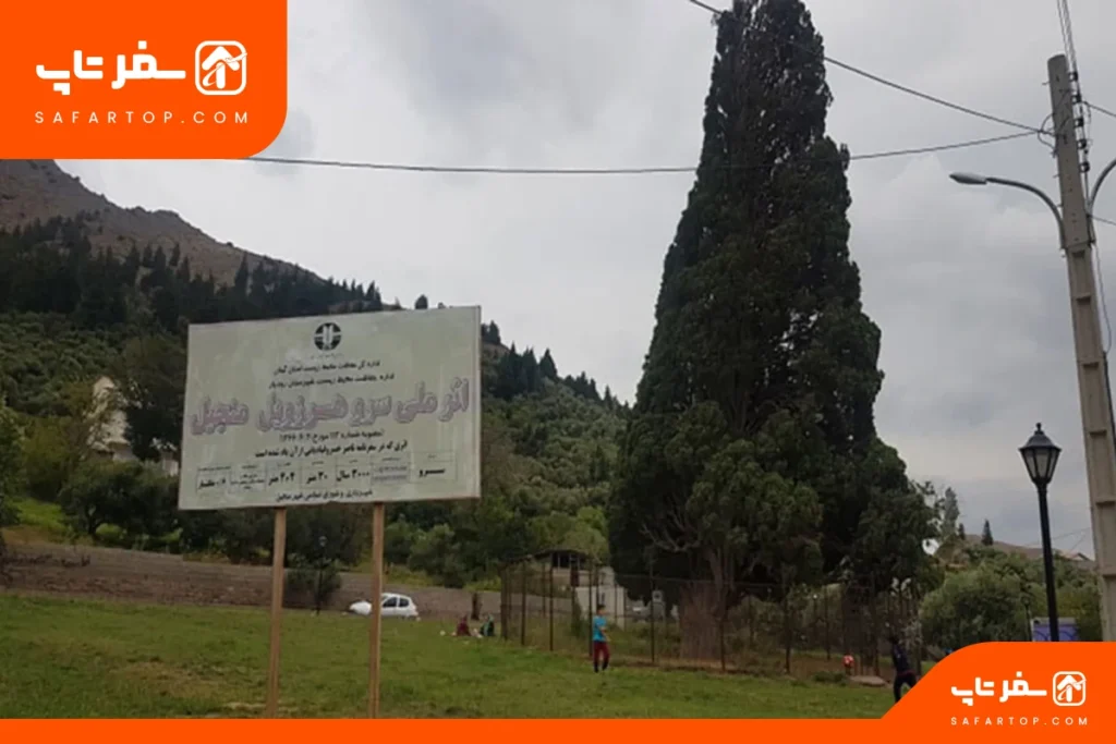 درخت سرو هرزویل