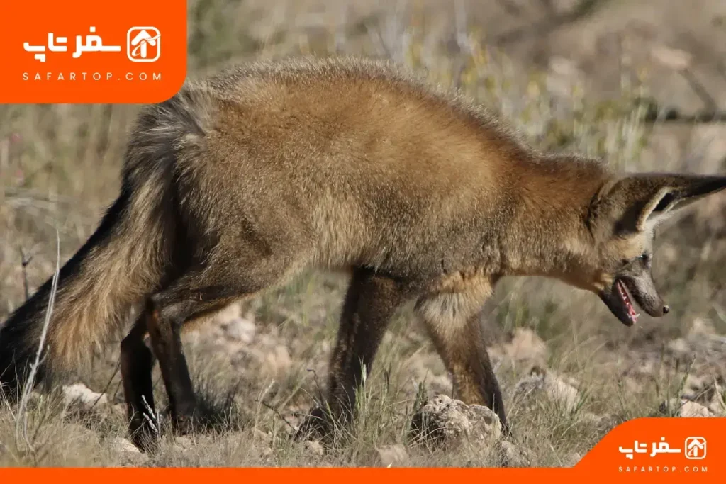 نکات بازدید از پارک ملی خجیر