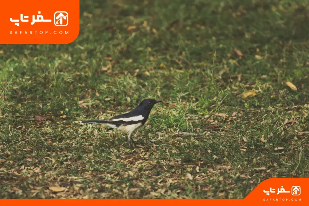 پارک جنگلی وردآورد