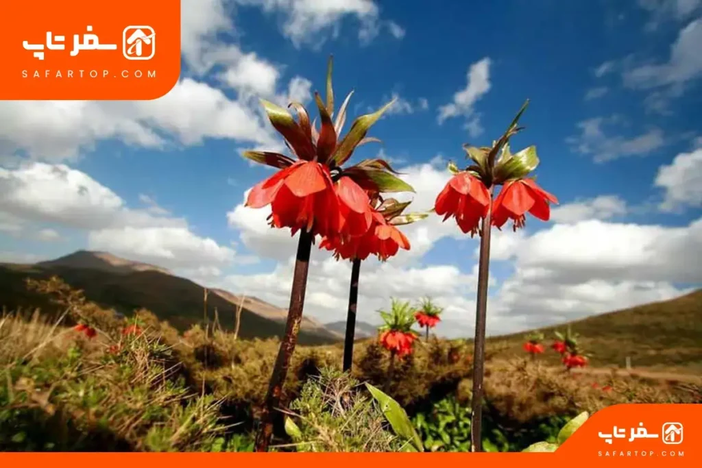 پوشش گیاهی پارک ملی خجیر