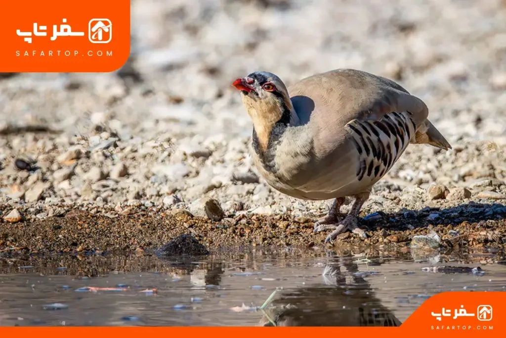 حفاظت از پارک ملی خجیر