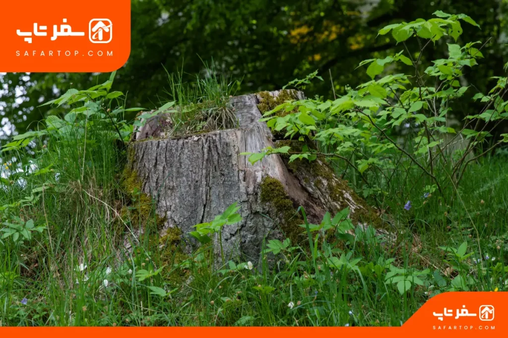 پارک جنگلی یاس فاطمی