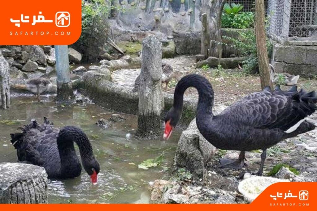 باغ پرندگان ماهان انزلی