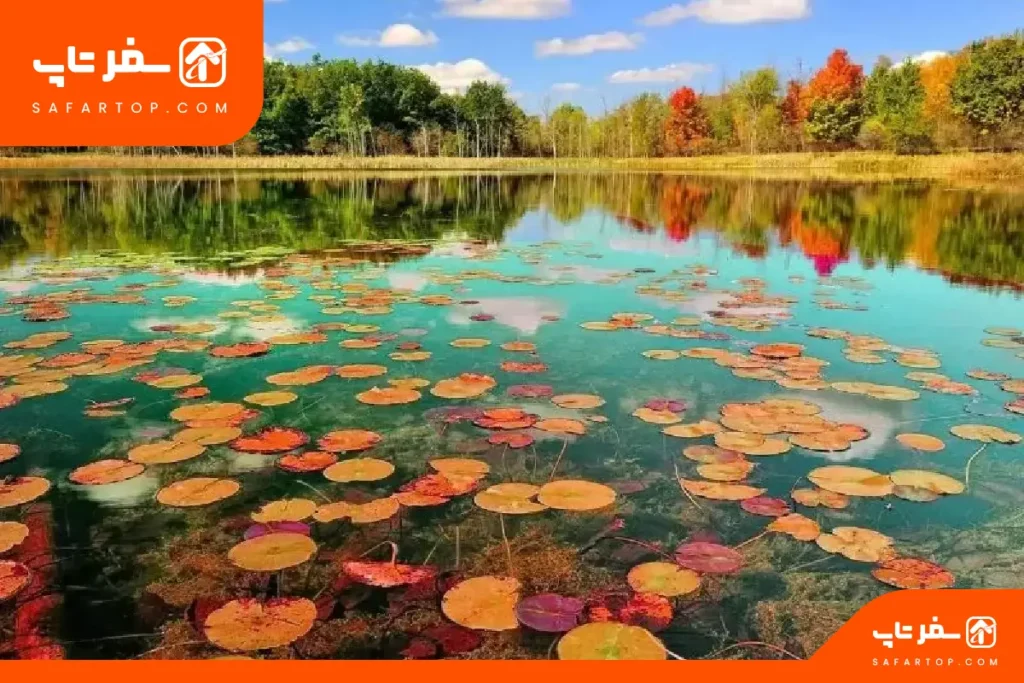 دلیل اهمیت تالاب انزلی برای طبیعت ایران